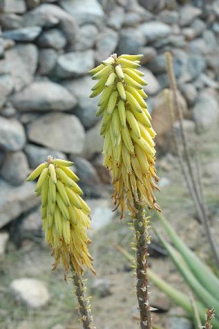 20060122115325   Aloe Vera Flowers